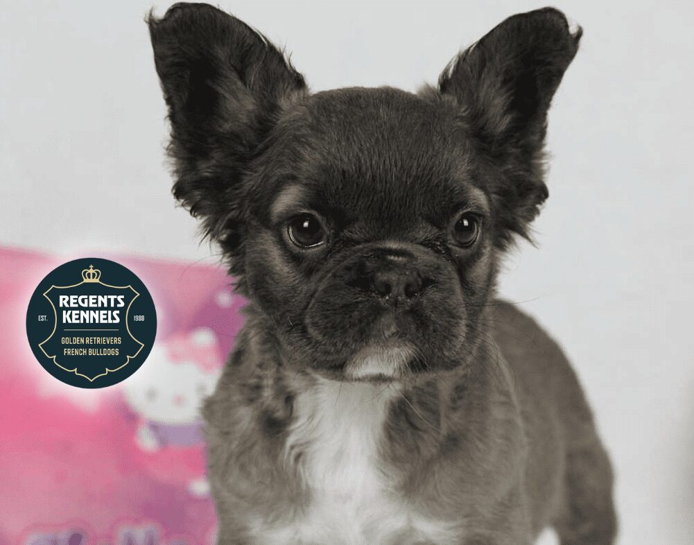 The Fluffy French Bulldog 4 Frenchie facts