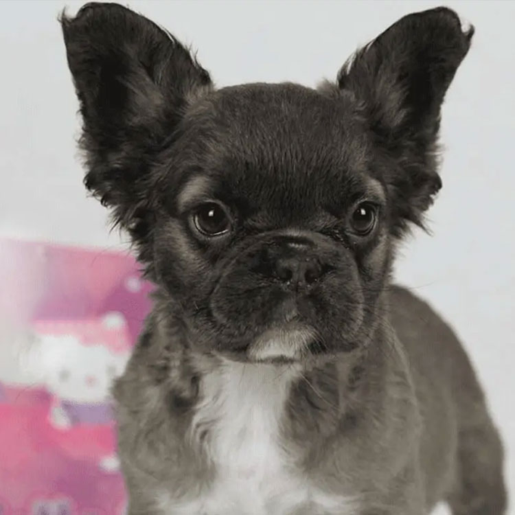 Bold and attractive coat color of French Bulldog or Golden Retriever puppy