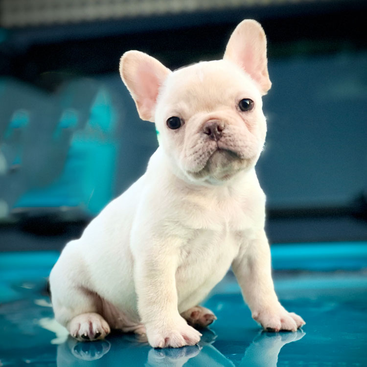 Charming French Bulldog puppy with a playful personality