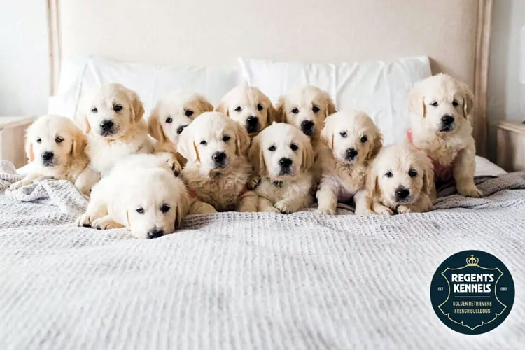 Adorable Golden Retriever puppies at Regents Kennels