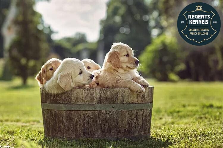 Adorable Golden Retriever puppies at Regents Kennels